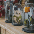 preserved flowers